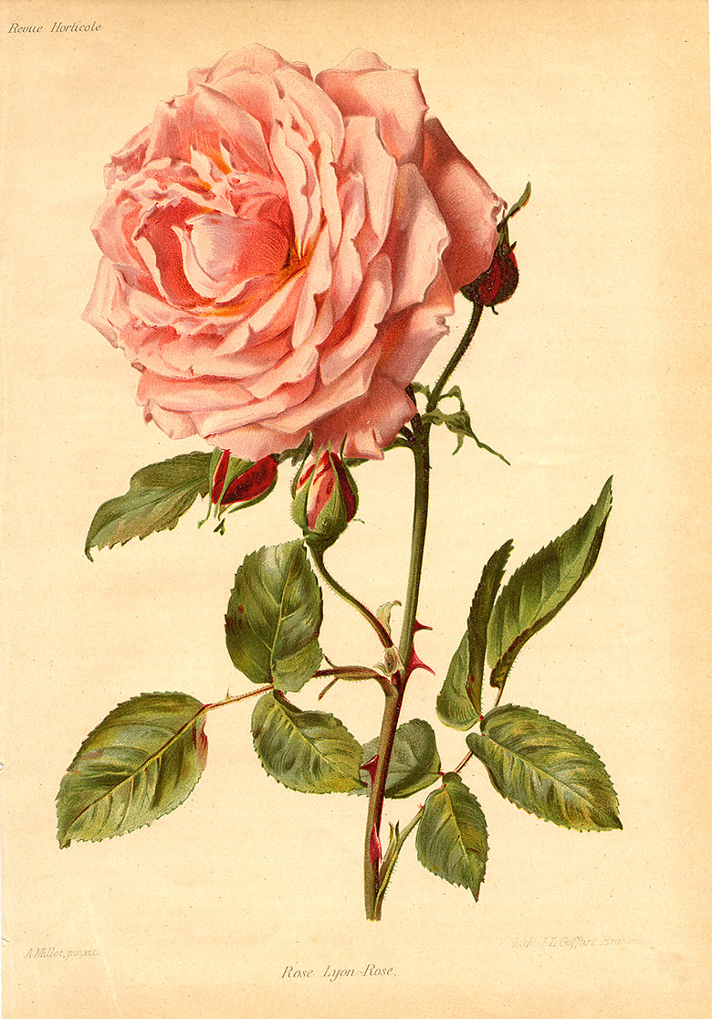 Rose ‘Lyon Rose’ - Revue horticole (1910). JBL/SLH