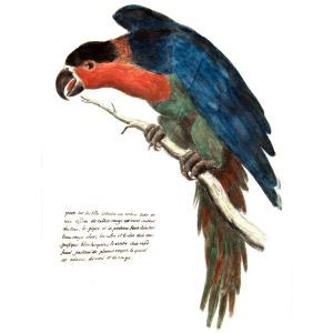 visuel livia rapatel