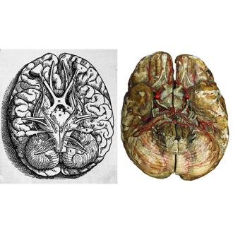 illustration conférence anatomie du papier - amis du MICG